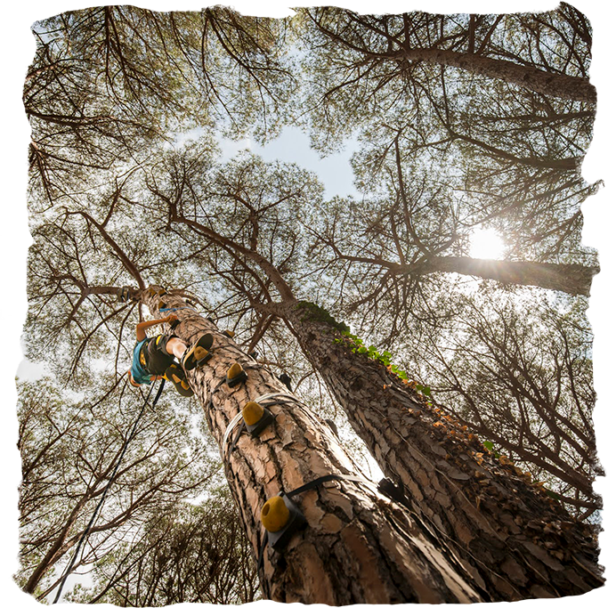 Noi fent escalada a l'arbre al parc Mamut